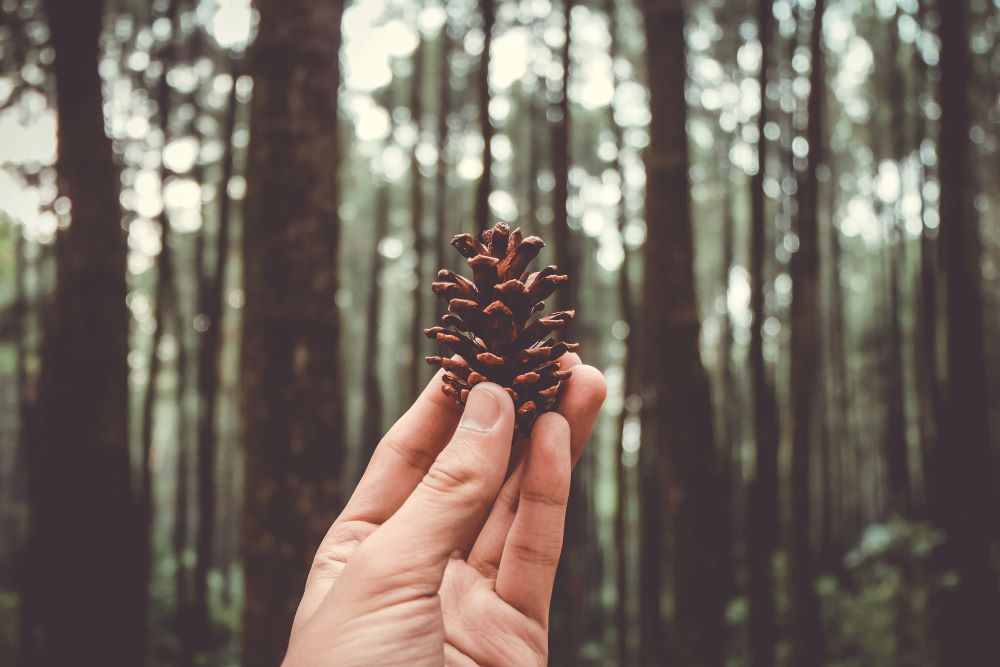 hand hold pine cone hand holds pine cone